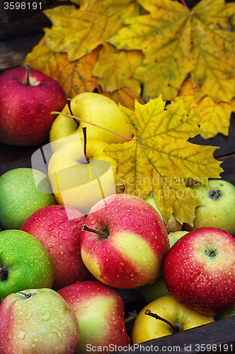 Image of Autumn apple in  rural style.