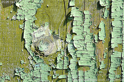 Image of old wood tree bark texture with green moss