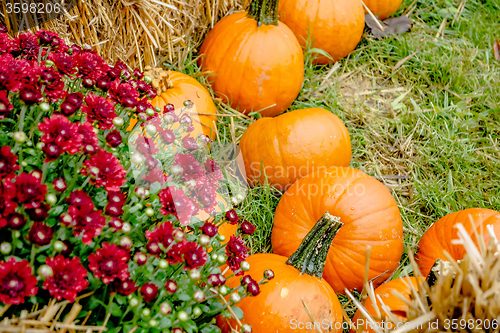 Image of pumpkin and harvest decorations for the holidays