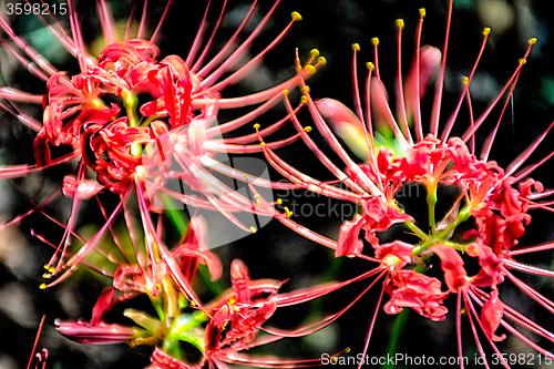 Image of Red spider lily lycoris radiata cluster amaryllis higanbana flow