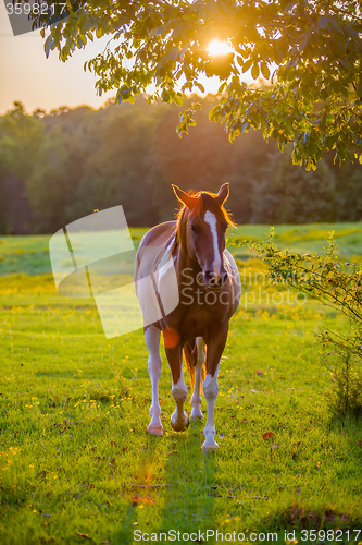 Image of horse animal posing on a farmland at sunset