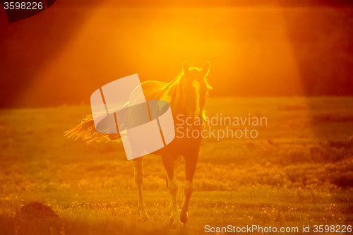 Image of abstract camera effect of a horse on a farmland
