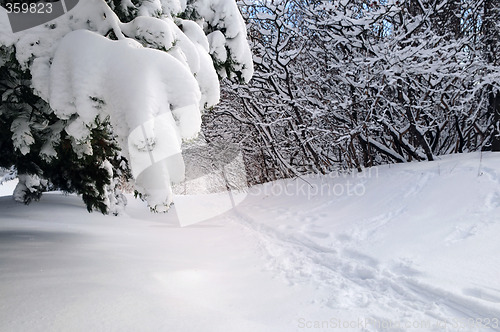 Image of Path in winter forest