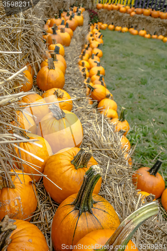 Image of pumpkin and harvest decorations for the holidays