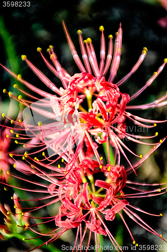 Image of Red spider lily lycoris radiata cluster amaryllis higanbana flow