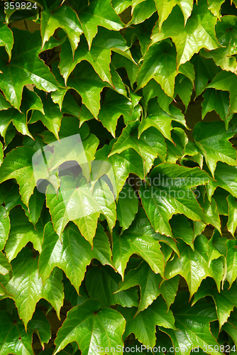 Image of Green ivy