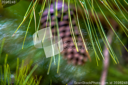 Image of pine cone andgreen  tree branches