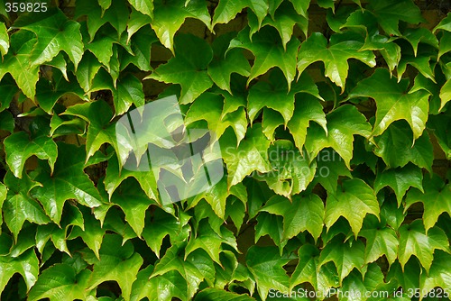 Image of Green ivy background