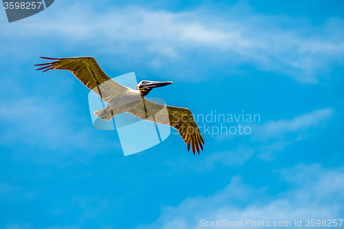 Image of pelican bird in flight over ocean under blue sky