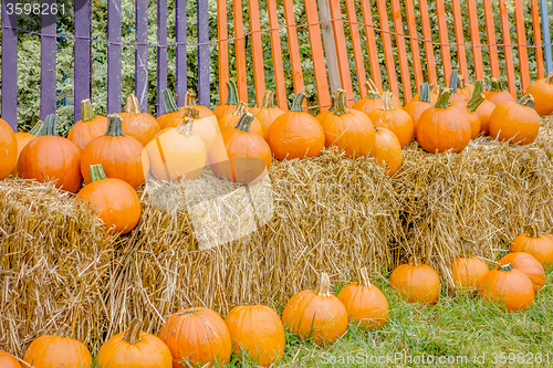Image of pumpkin and harvest decorations for the holidays
