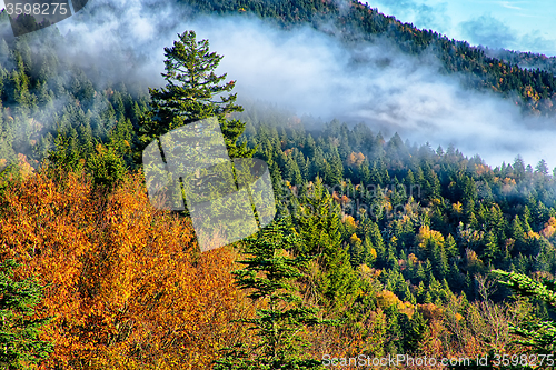 Image of autumng season in the smoky mountains