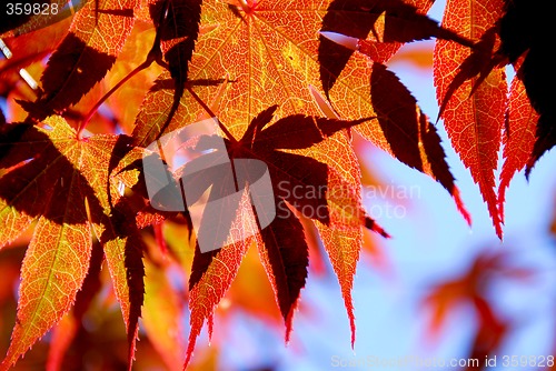 Image of Maple leaves
