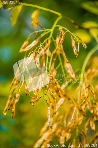 Image of sycamore tree seeds hanging on tree branch