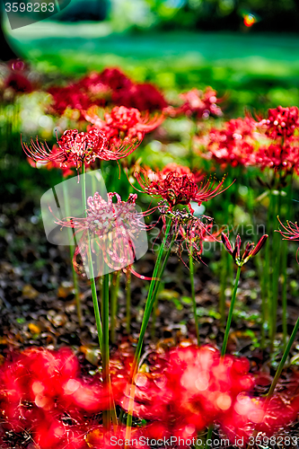 Image of Red spider lily lycoris radiata cluster amaryllis higanbana flow