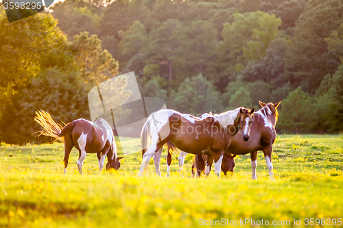 Image of horse animal posing on a farmland at sunset