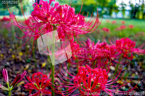 Image of Red spider lily lycoris radiata cluster amaryllis higanbana