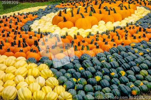 Image of pumpkin and harvest decorations for the holidays