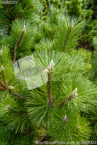 Image of pine cone andgreen  tree branches