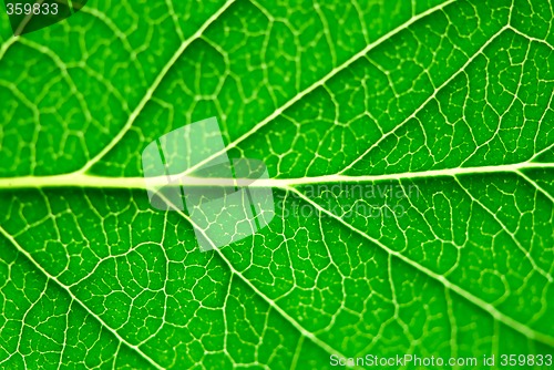 Image of Green leaf macro