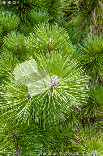 Image of pine cone andgreen  tree branches