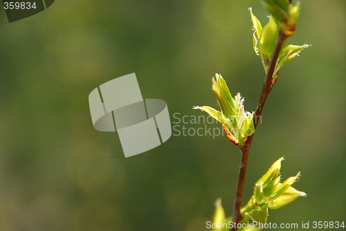 Image of Spring leaf green