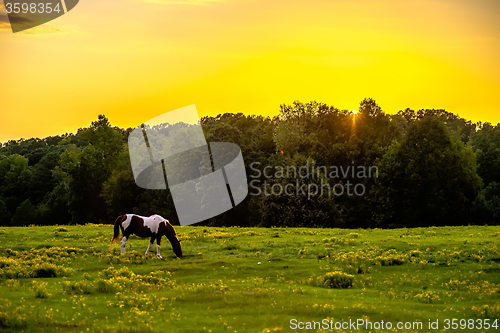 Image of horse animal posing on a farmland at sunset