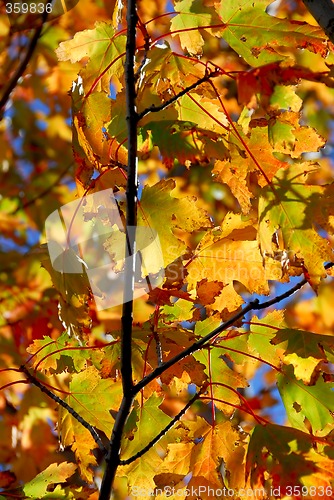 Image of Fall maple leaves