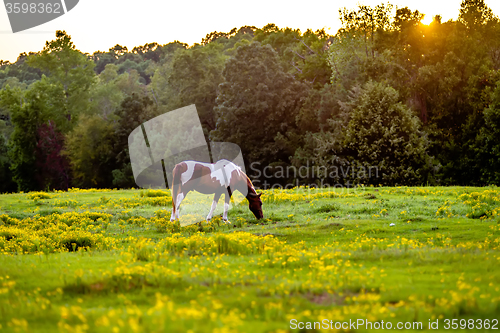 Image of horse animal posing on a farmland at sunset