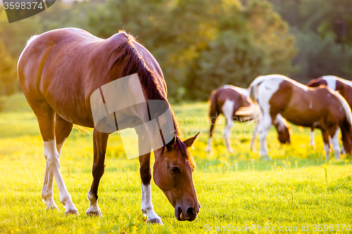 Image of horse animal posing on a farmland at sunset