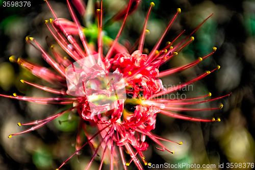 Image of Red spider lily lycoris radiata cluster amaryllis higanbana flow