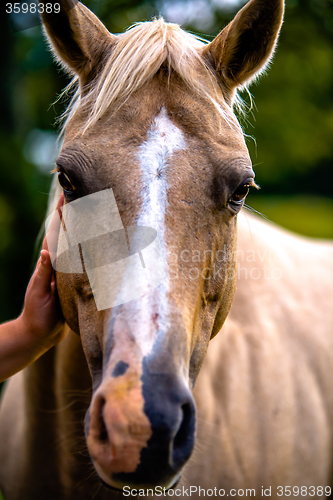 Image of horse animal posing on a farmland at sunset