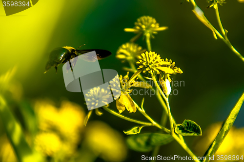 Image of bumble bee flying near flower on sunny day