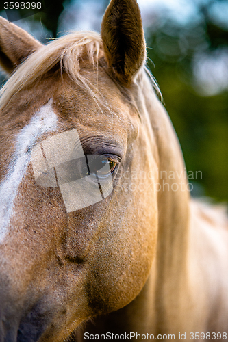 Image of horse animal posing on a farmland at sunset