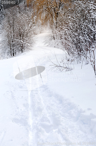 Image of Path in winter forest