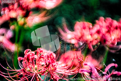 Image of Red spider lily lycoris radiata cluster amaryllis higanbana flow