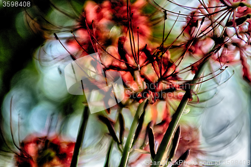 Image of Red spider lily lycoris radiata cluster amaryllis higanbana flow