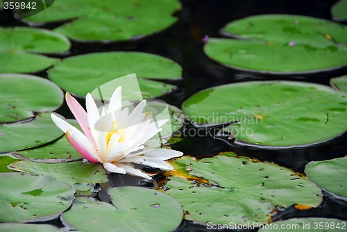 Image of Water lily blooming