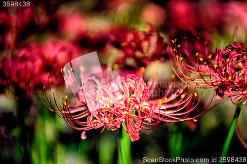 Image of Red spider lily lycoris radiata cluster amaryllis higanbana flow