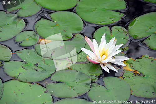 Image of Water lily