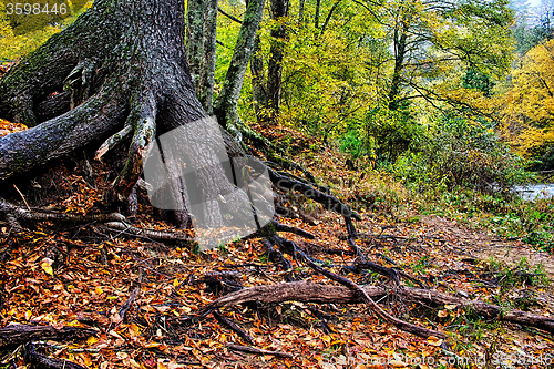 Image of autumng season in the smoky mountains