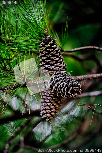 Image of pine cone andgreen  tree branches
