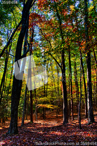 Image of stone mountain north carolina scenery during autumn season