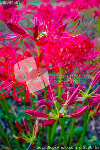 Image of Red spider lily lycoris radiata cluster amaryllis higanbana