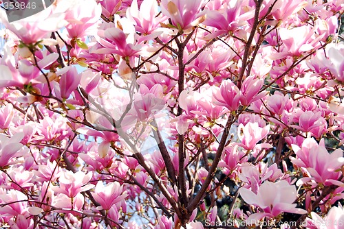 Image of Blooming magnolia