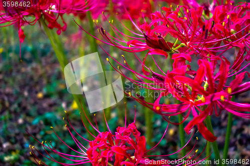 Image of Red spider lily lycoris radiata cluster amaryllis higanbana