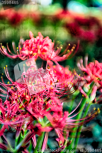 Image of Red spider lily lycoris radiata cluster amaryllis higanbana flow