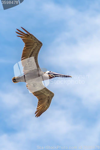 Image of pelican bird in flight over ocean under blue sky