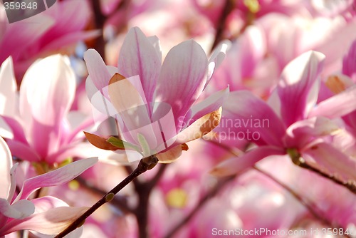 Image of Blooming magnolia