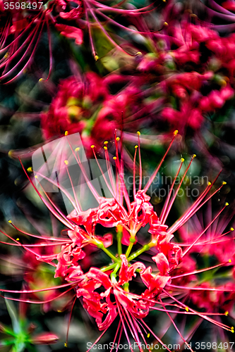 Image of Red spider lily lycoris radiata cluster amaryllis higanbana flow