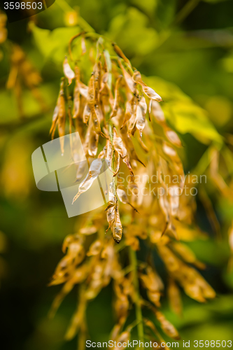 Image of sycamore tree seeds hanging on tree branch